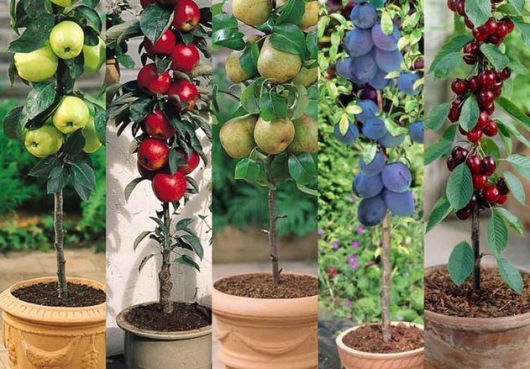 Pomi columnari la ghiveci