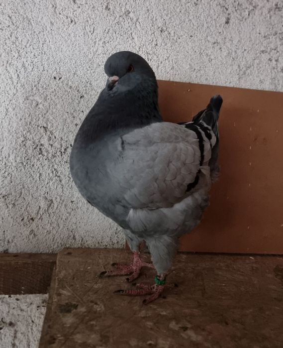 Porumbei rasa King mascul