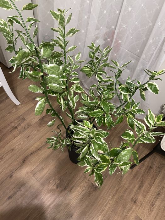 Комнатный цветок