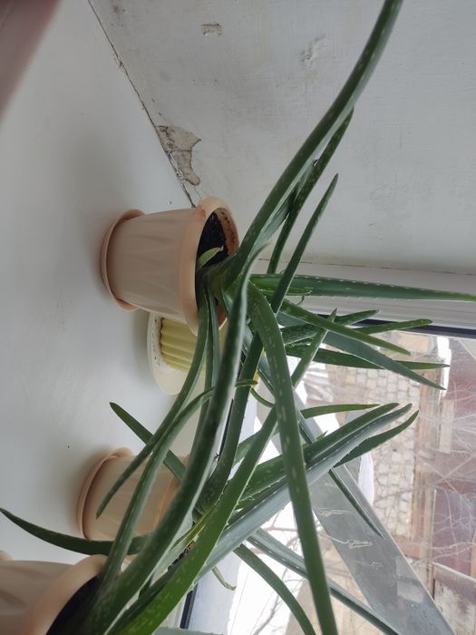 Алое Вера в горшках