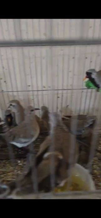 Капский  горлицы