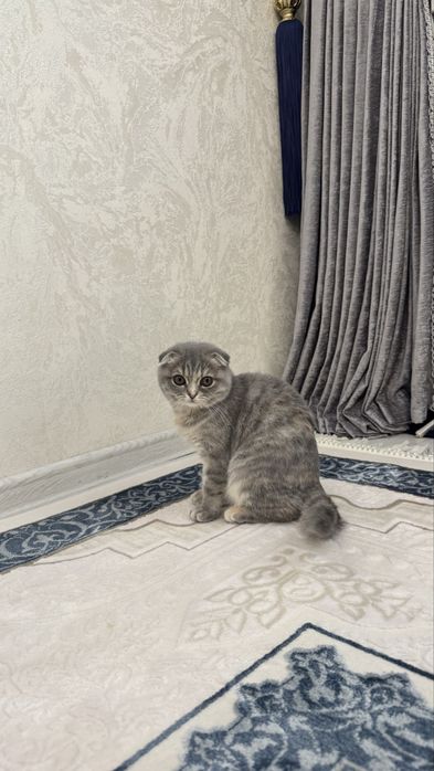 Кошка Скотиш Фолд