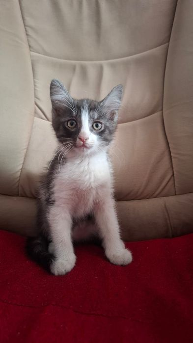 Котенок в добрые руки