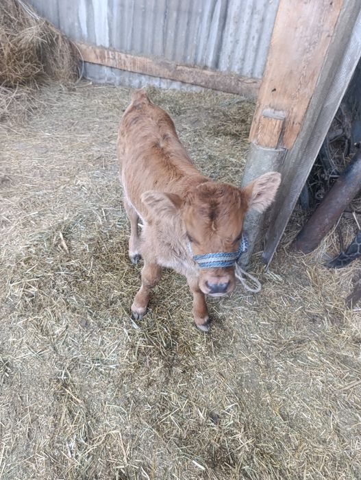 Продам корову с теленком