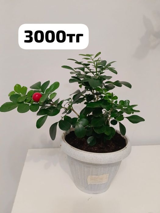 Цветы по разному цене