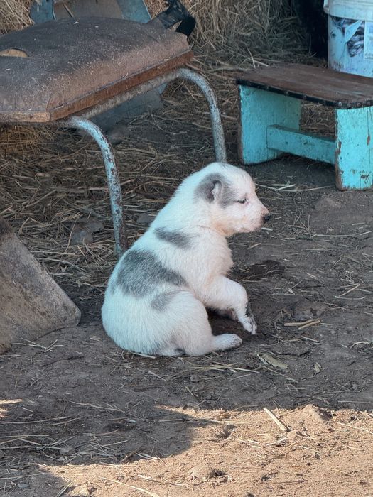 Продажа щенки Алабай(САО)