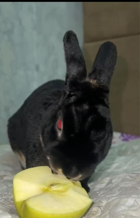 Продам  домашнего кролика