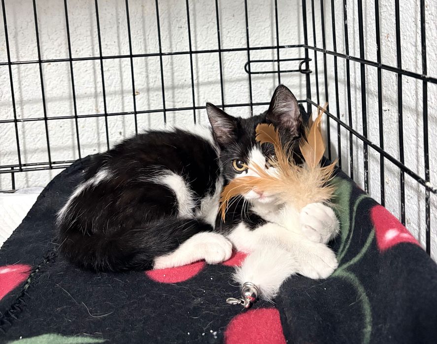Pixel, motanel pentru adoptie