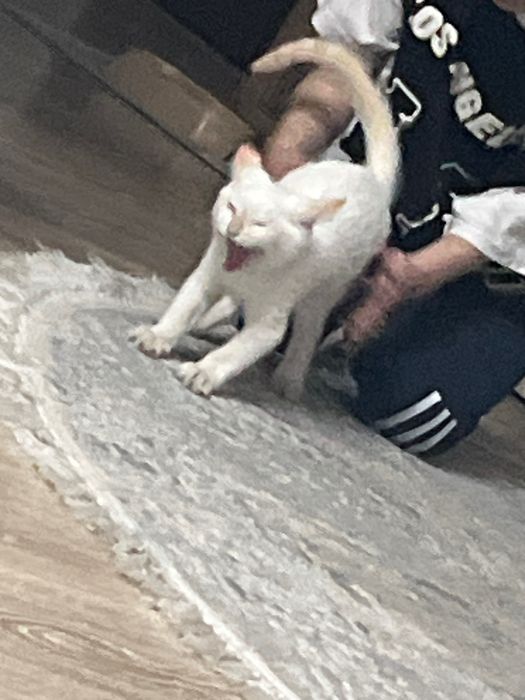 Котенок мальчик 3 месяца