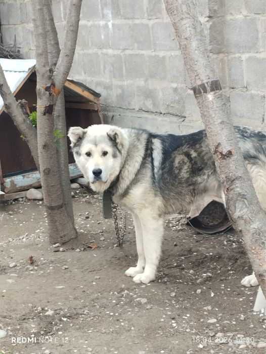 Алабай 1 годик спокойный