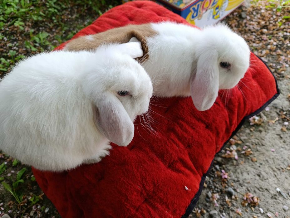 quyon lar katta bolmaydigan / карликовые кролики