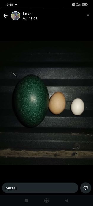 Oua de la struți Emu