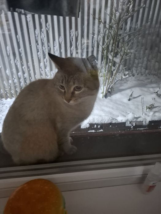 Нашлась кошка очень красивая