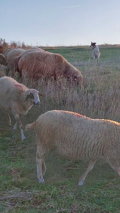Заплодени, млади овце