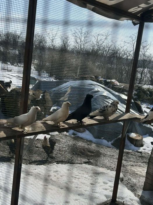 Jucători de Botoșani