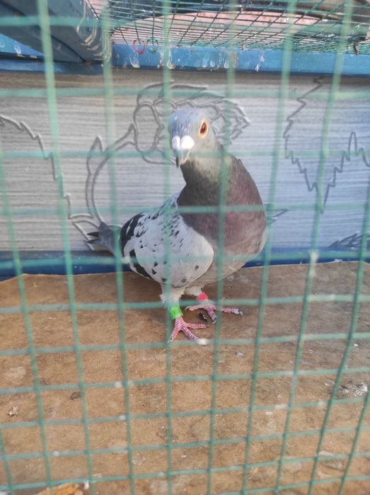 Vând porumbei foarte ieftini garantat