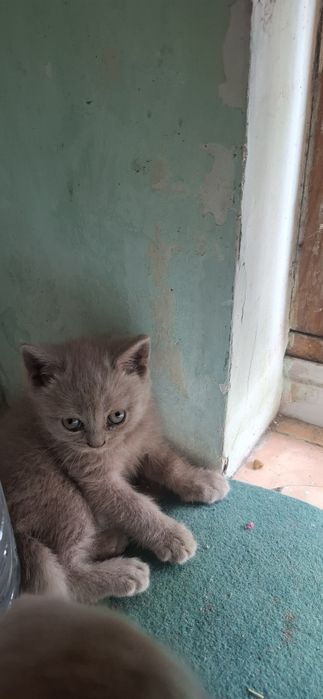 Фолд кизбола соглом
