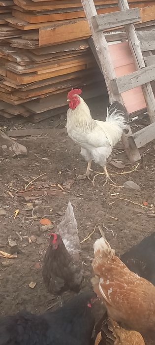 Продам петух  адлерская