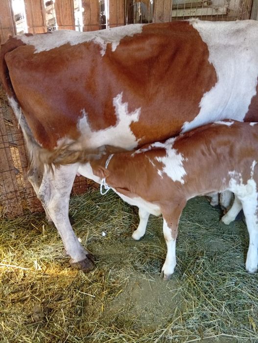 Vaca cu vitea de vanzare