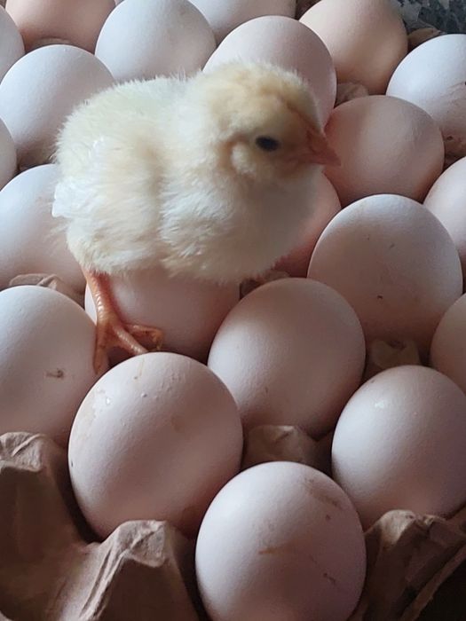 Инкубационное яйцо несушки!