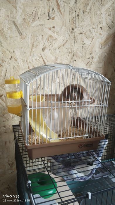 Продам хомяка с клеткой