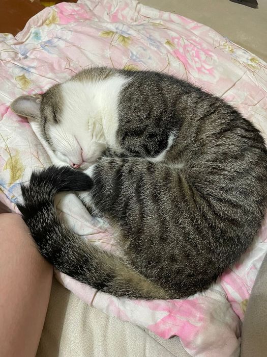 Отдам кота в хорошие руки