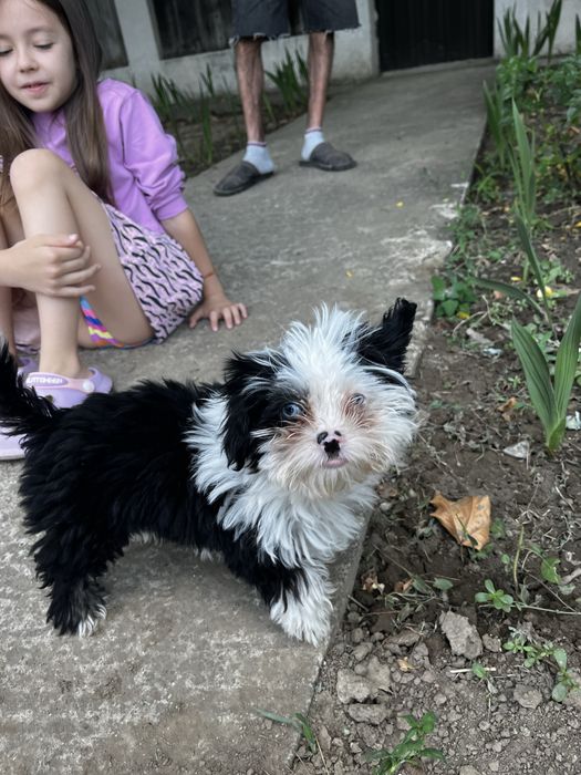 Pui Bichon talie mica—foarte jucaus