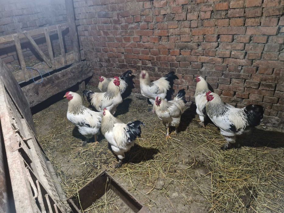 Продавам домашни петли