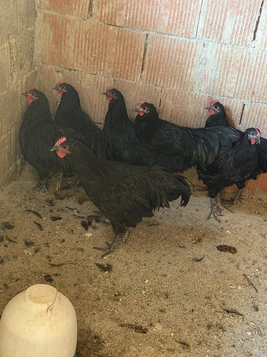 Cocoși australorp