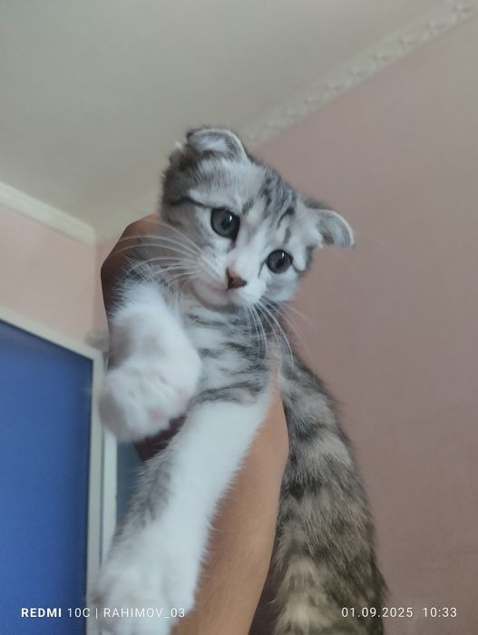 Yuqori poshnali jinsiy aloqa video