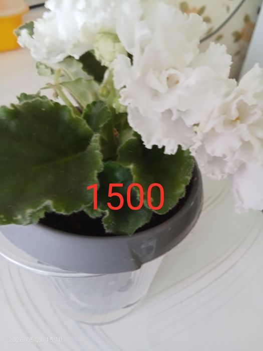 Продам цветок фиалки.