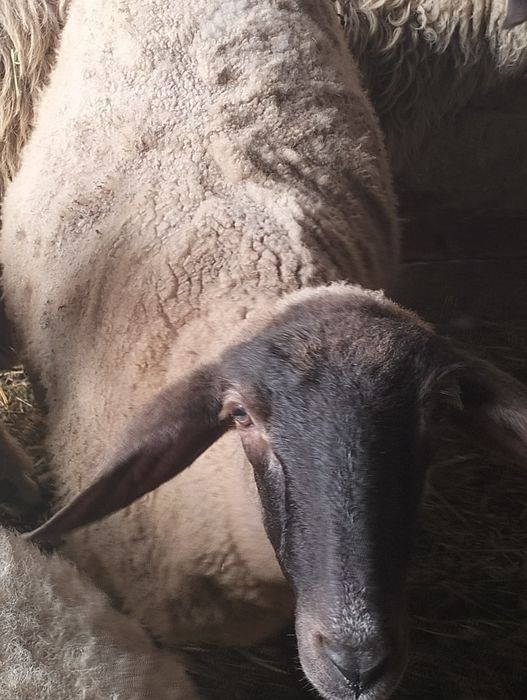Vând mieluță și berbecuț de anul acesta