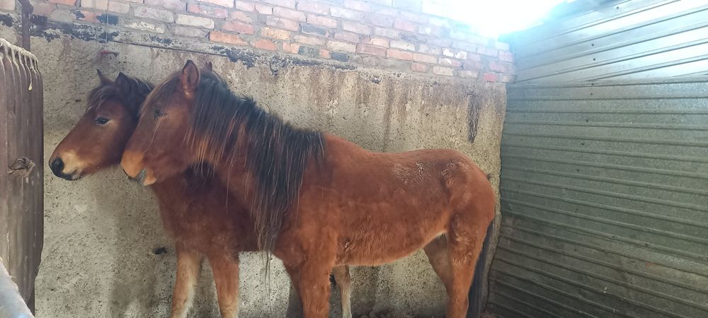 Продам бие в Кенжеколе