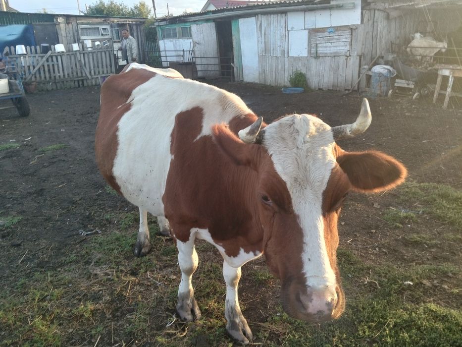 Продам корову ..