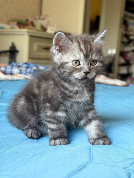 Продам котенка скотиш страйт