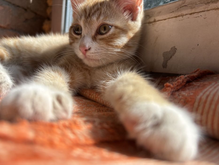 Котенок в добрые руки