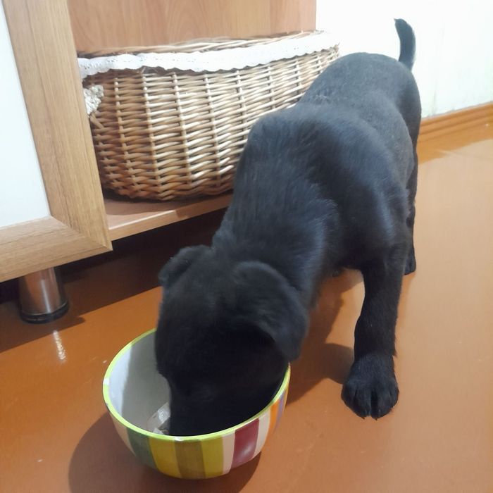 Срочно пристраивается мальчик!