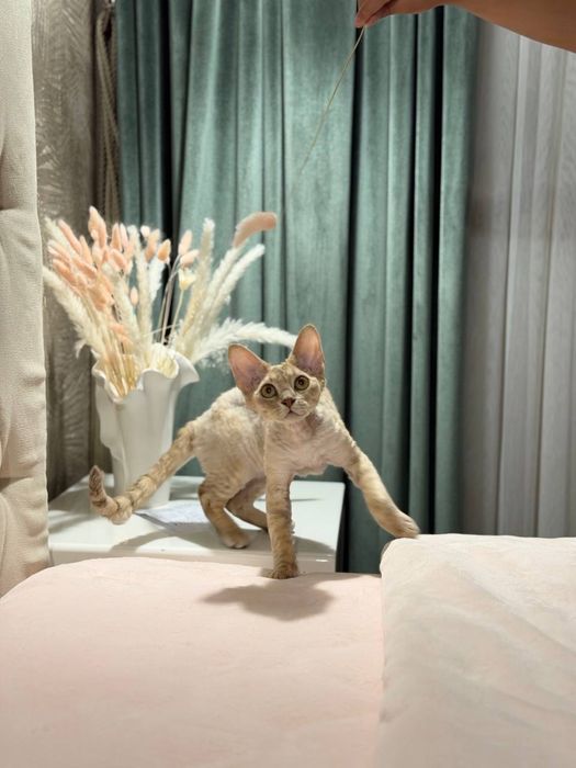 Гарантия что кошка будет у вас  это самец