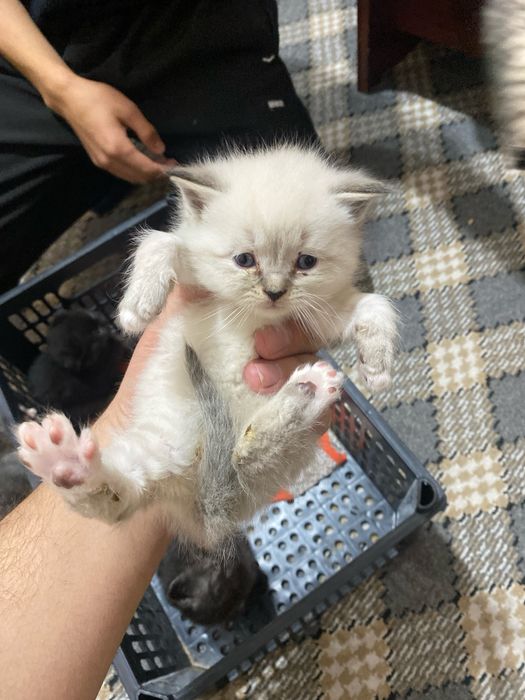 Scottish fold straty