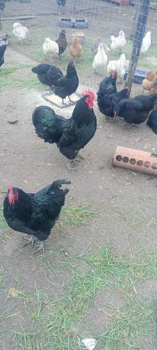 Oua incubare australorp negru si albastru