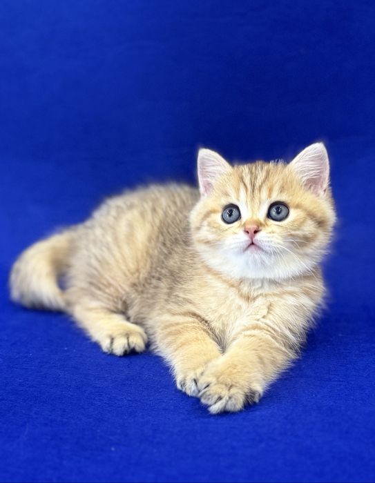 Британский Золотой мальчик