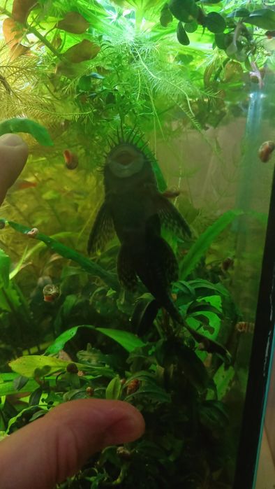 Продам сомика анциструса