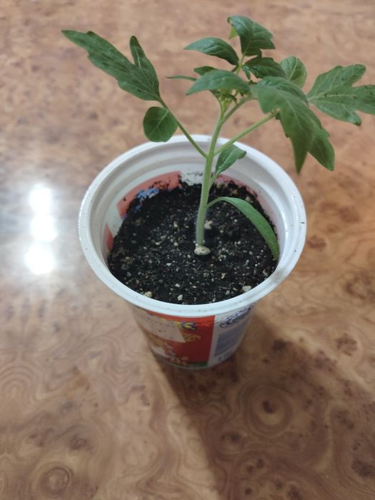 Продам рассаду томатов