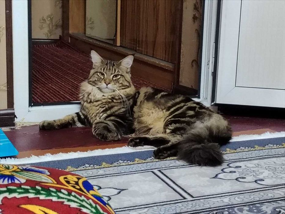 Мейн кун, Maine coon