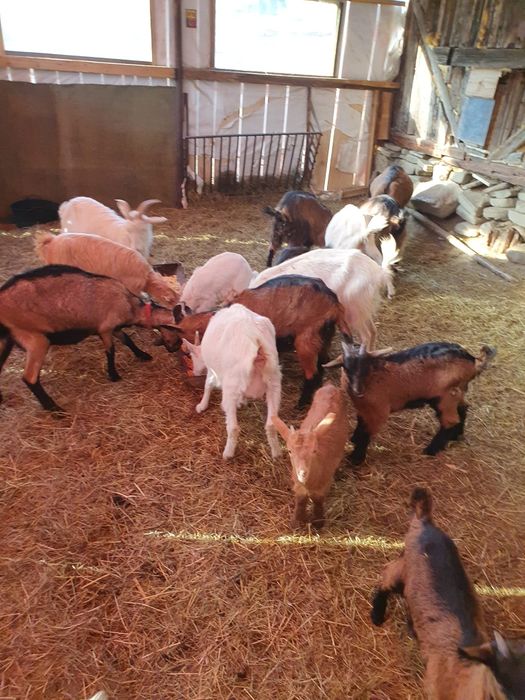 Capre  la prima și a doua fătare foarte bune e de lapte !