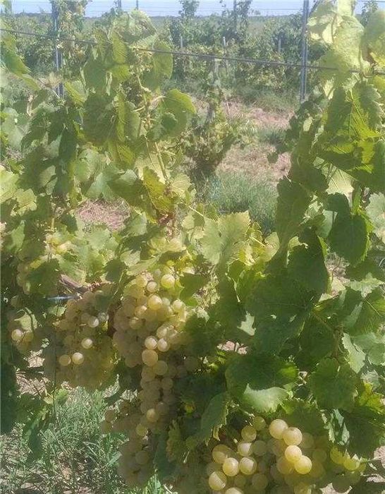 Struguri de vin adusi acasa diverse soiuri albi-negri, pret producator, livrare rapidă la domiciliu în jud. Brasov