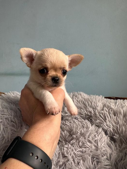 Резерв щенков чихуахуа