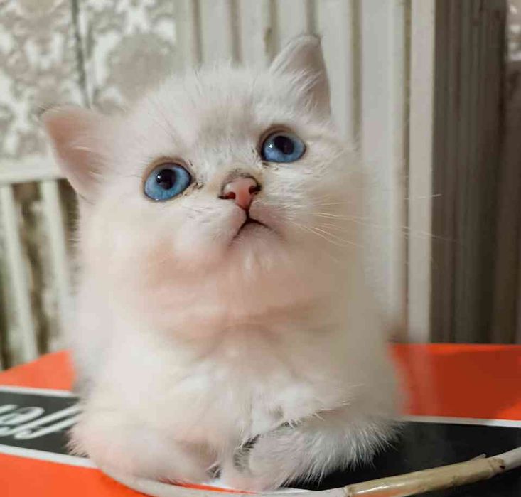 Британский калор поинт ny 11 33