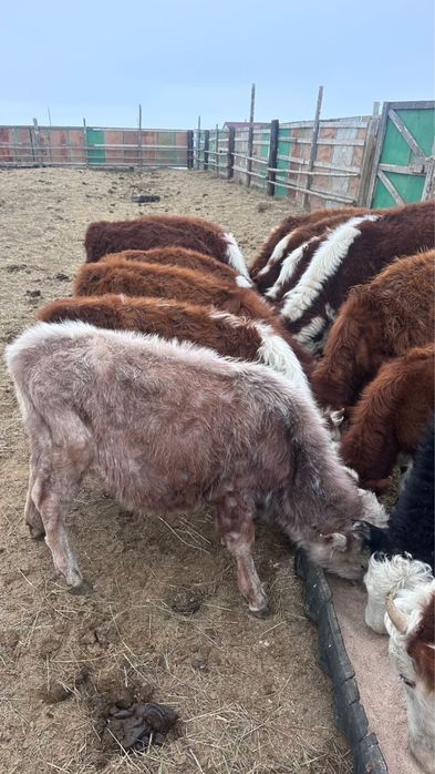 Баспақ сатылады 10бас ұрғашы