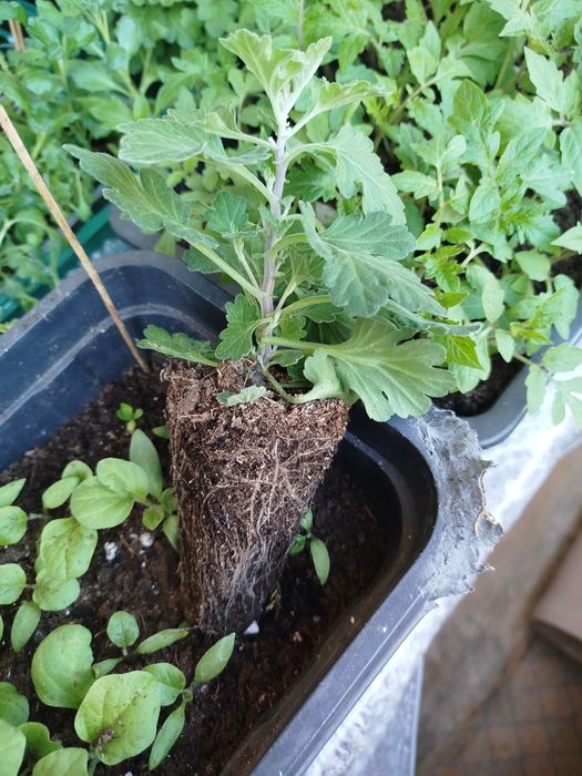 Продам хризантемы мультифлоры